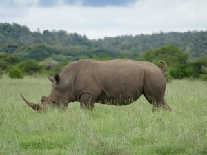 10 Days East Africa Safari